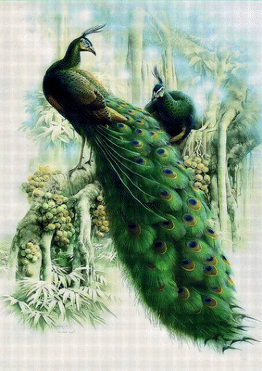 Павлины - живопись, птицы, павлин - предпросмотр