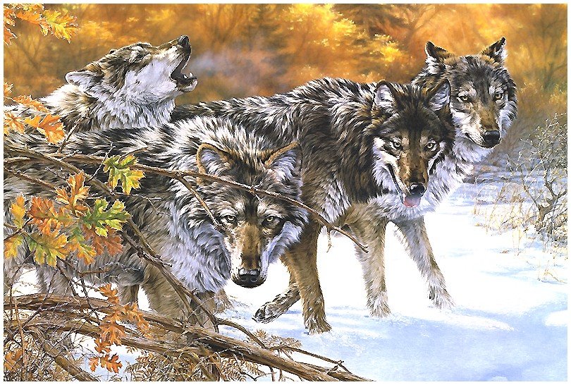 волки - оригинал