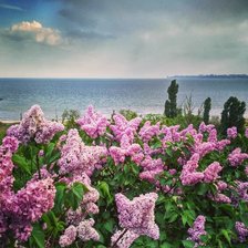 Схема вышивки «Десь в Одесі»