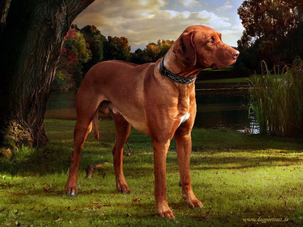 №1718134 - собака - оригинал