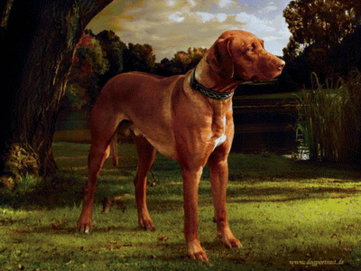 №1718134 - собака - предпросмотр