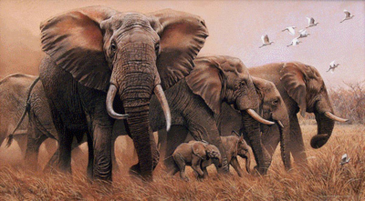 слоны - предпросмотр