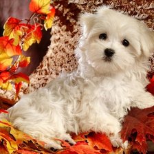 Схема вышивки «КАКОЕ НАСТРОЕНИЯ»