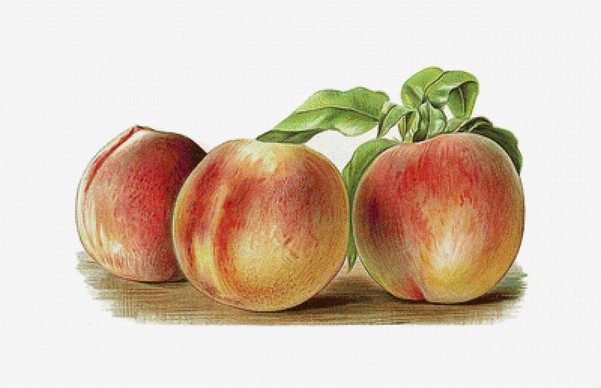 Персики - фрукты - предпросмотр