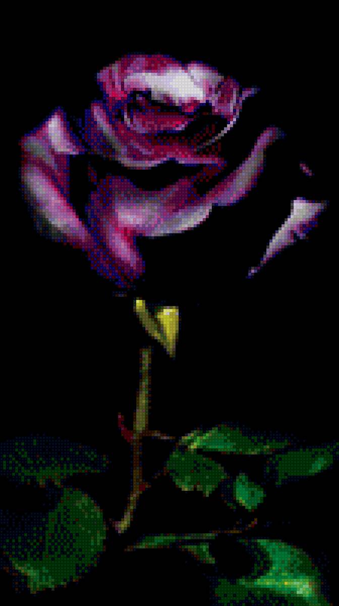 Роза - предпросмотр