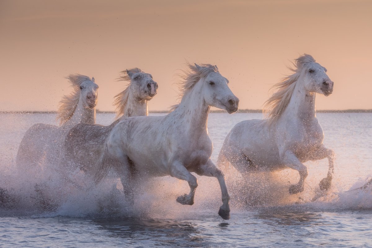 Белые лошади - лошади, белый, вода - оригинал