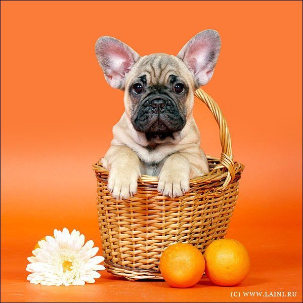 №1719867 - собака - оригинал