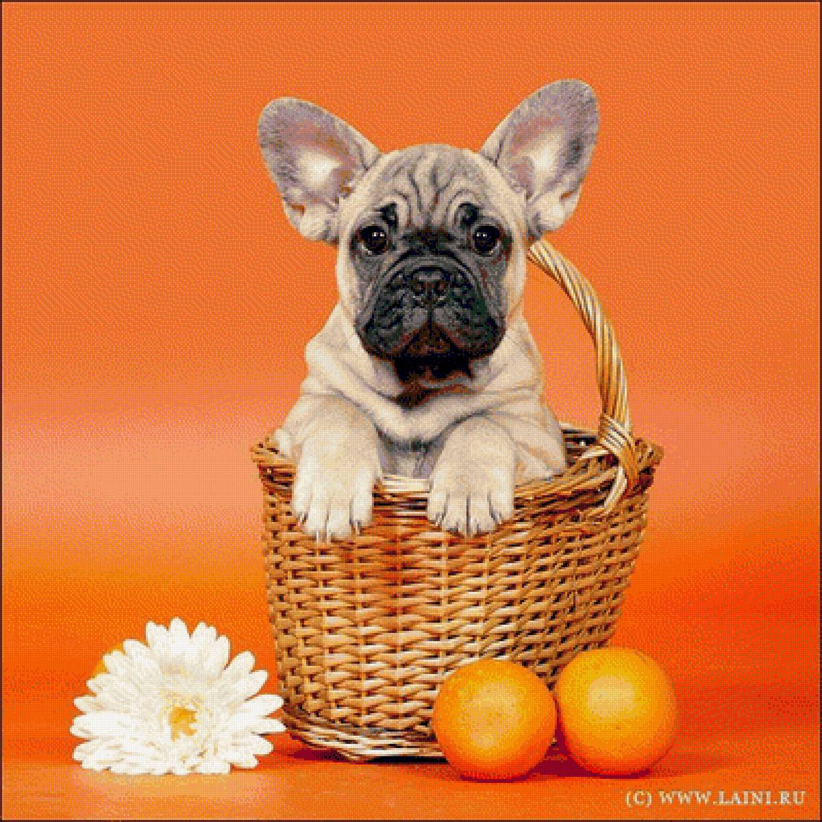 №1719867 - собака - предпросмотр