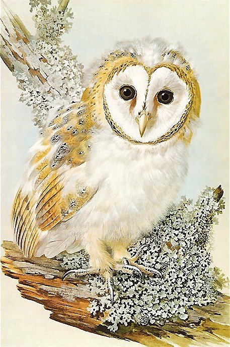 сова - оригинал