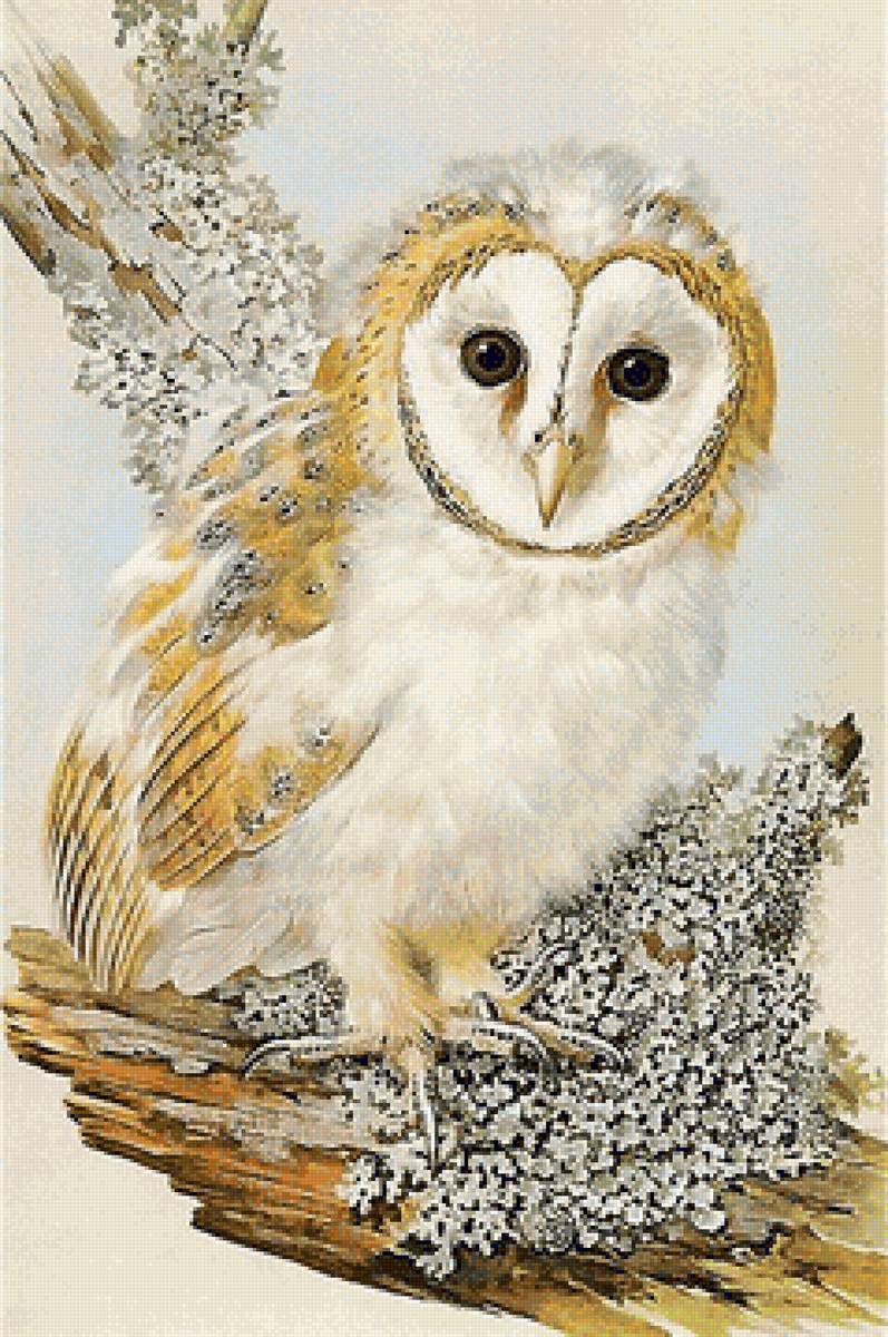 сова - предпросмотр