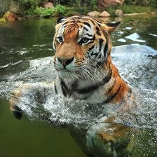 Схема вышивки «Заплыв»