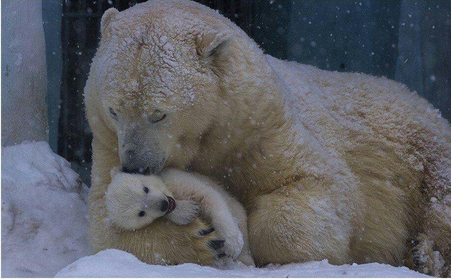 Нежность - оригинал