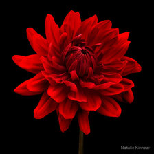 Схема вышивки «георгин»