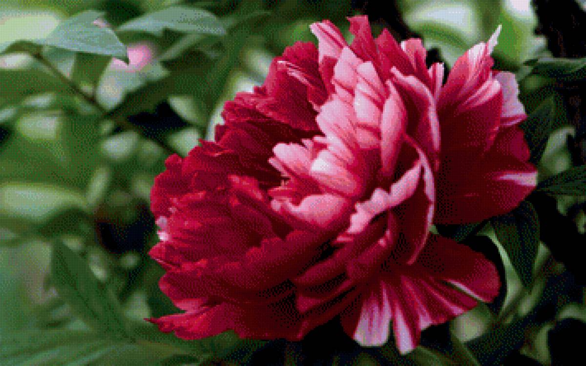 пион - предпросмотр