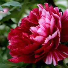 Схема вышивки «пион»