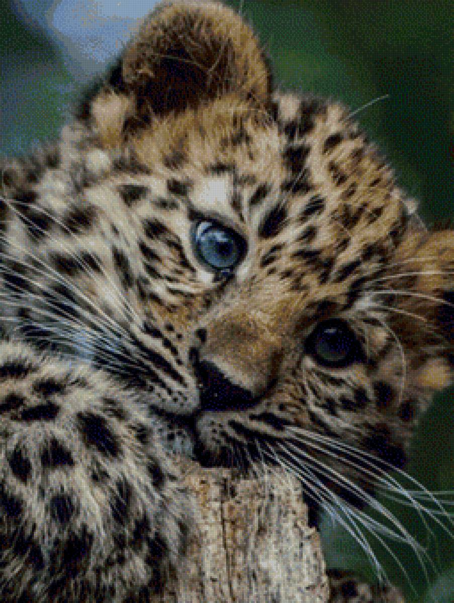 малыш - предпросмотр