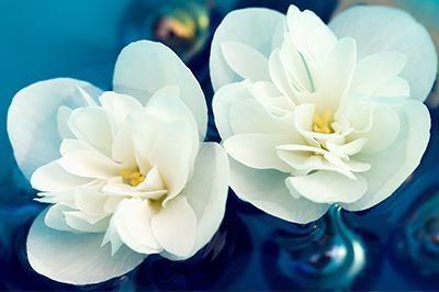 цветы - оригинал