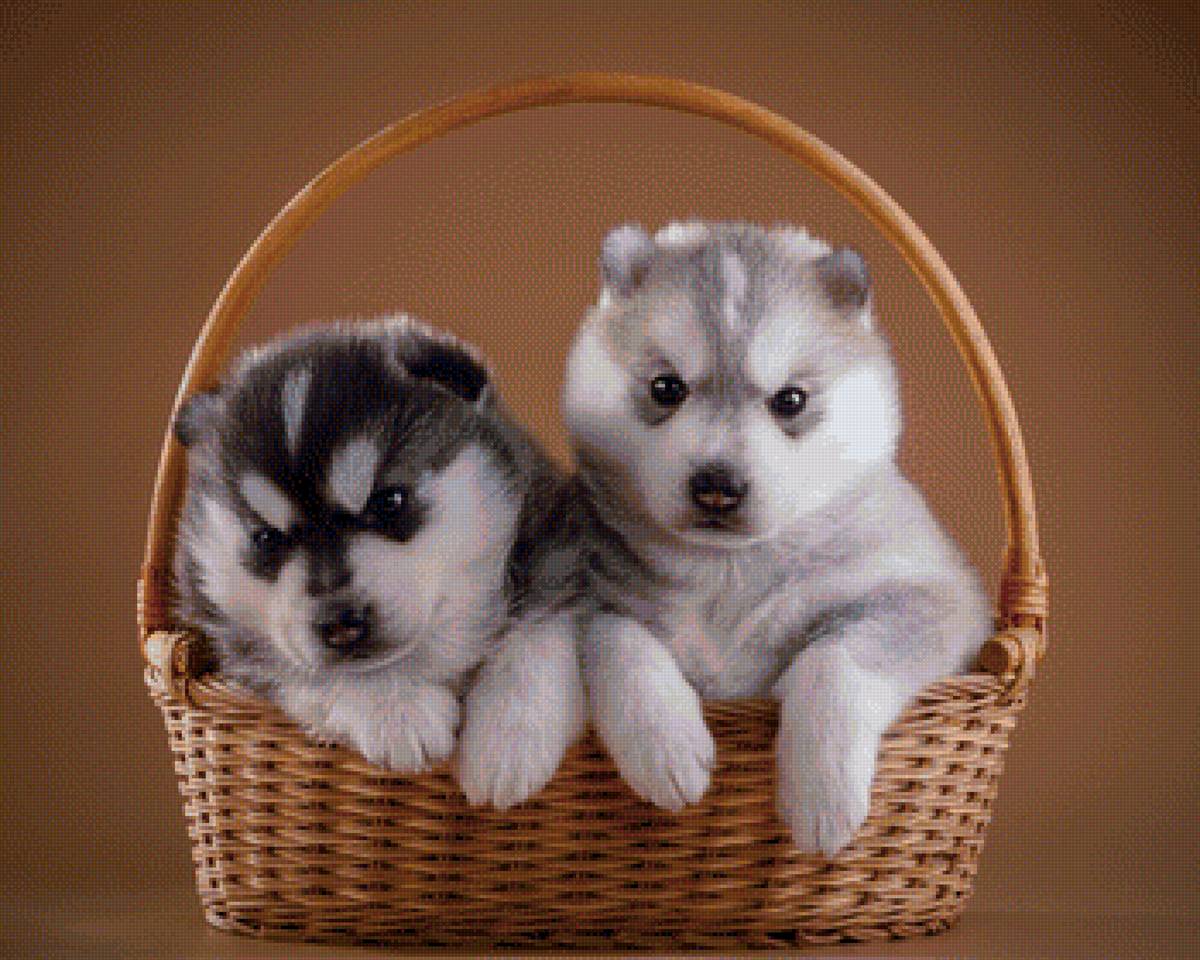 Щены - корзинка, собаки, лайки - предпросмотр