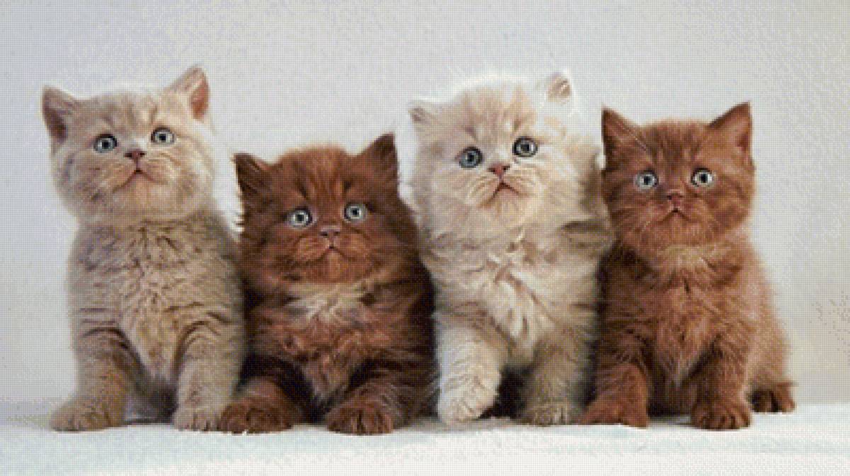 котята - котята, кошки - предпросмотр