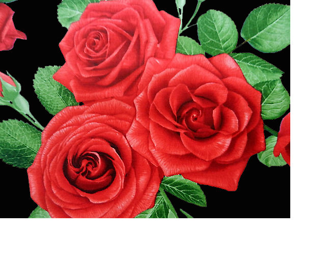Серия "Розы". - розы, флора, цветы - оригинал