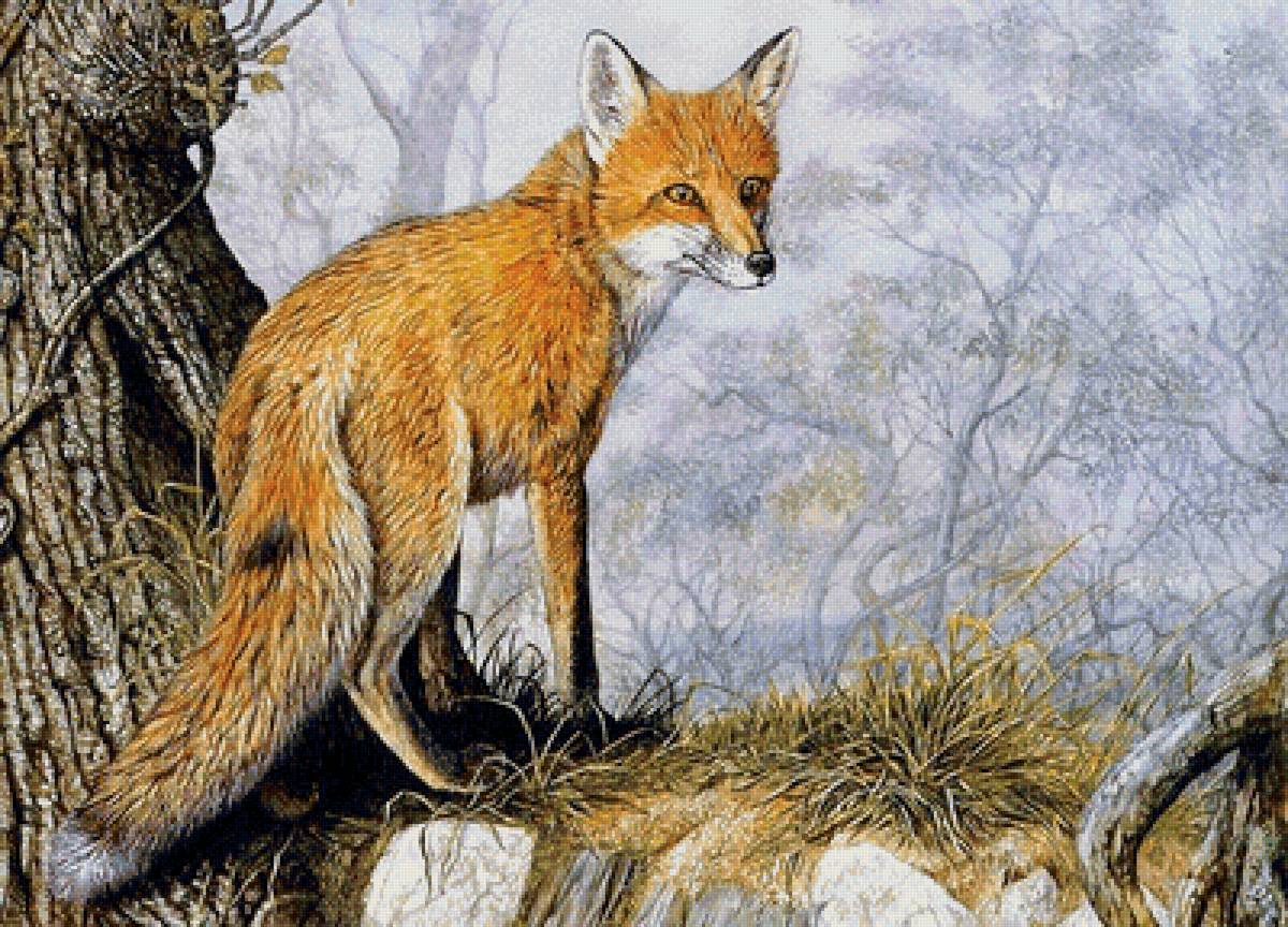 Лиса - животные, звери - предпросмотр