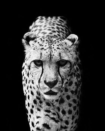 леопард - гепард, черно-белое, леопард, белый, хишник, черный - оригинал