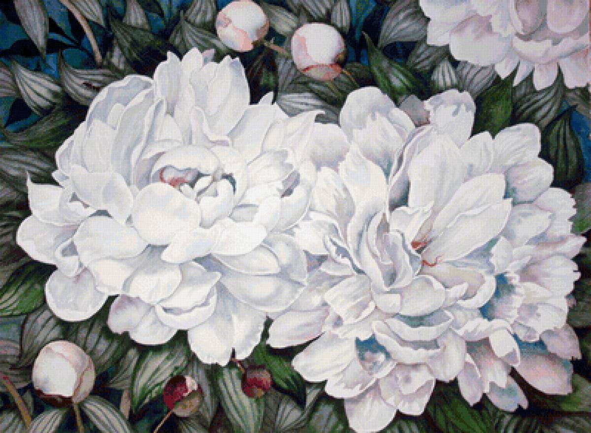 Белые пионы - цветы, пионы - предпросмотр