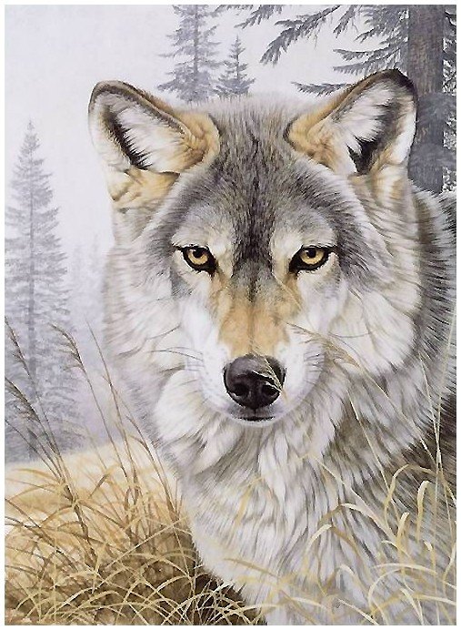 волк - оригинал