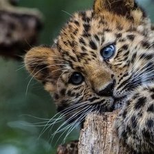 Схема вышивки «371»