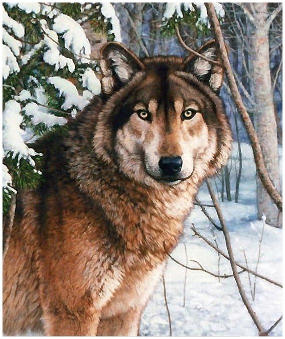 волк - оригинал