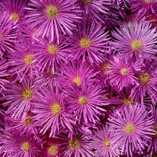 Схема вышивки «ОСЕНИЕ ЦВЕТЫ»