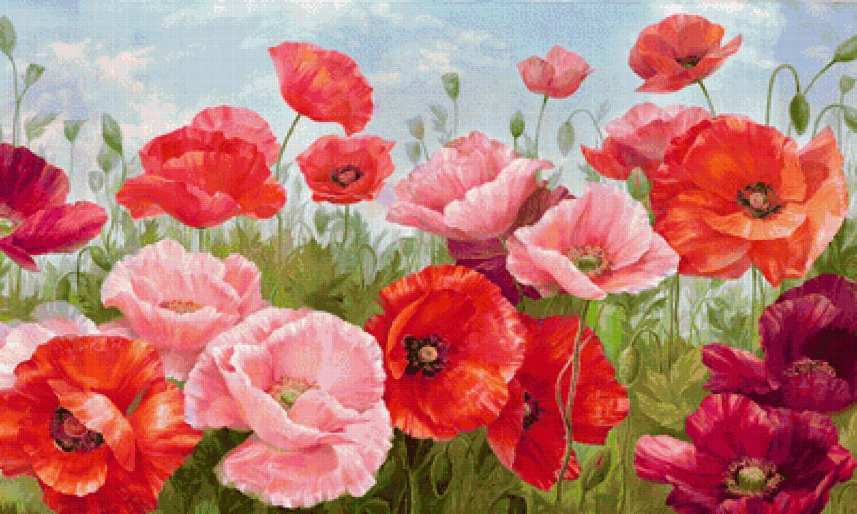 vlčie maky - предпросмотр