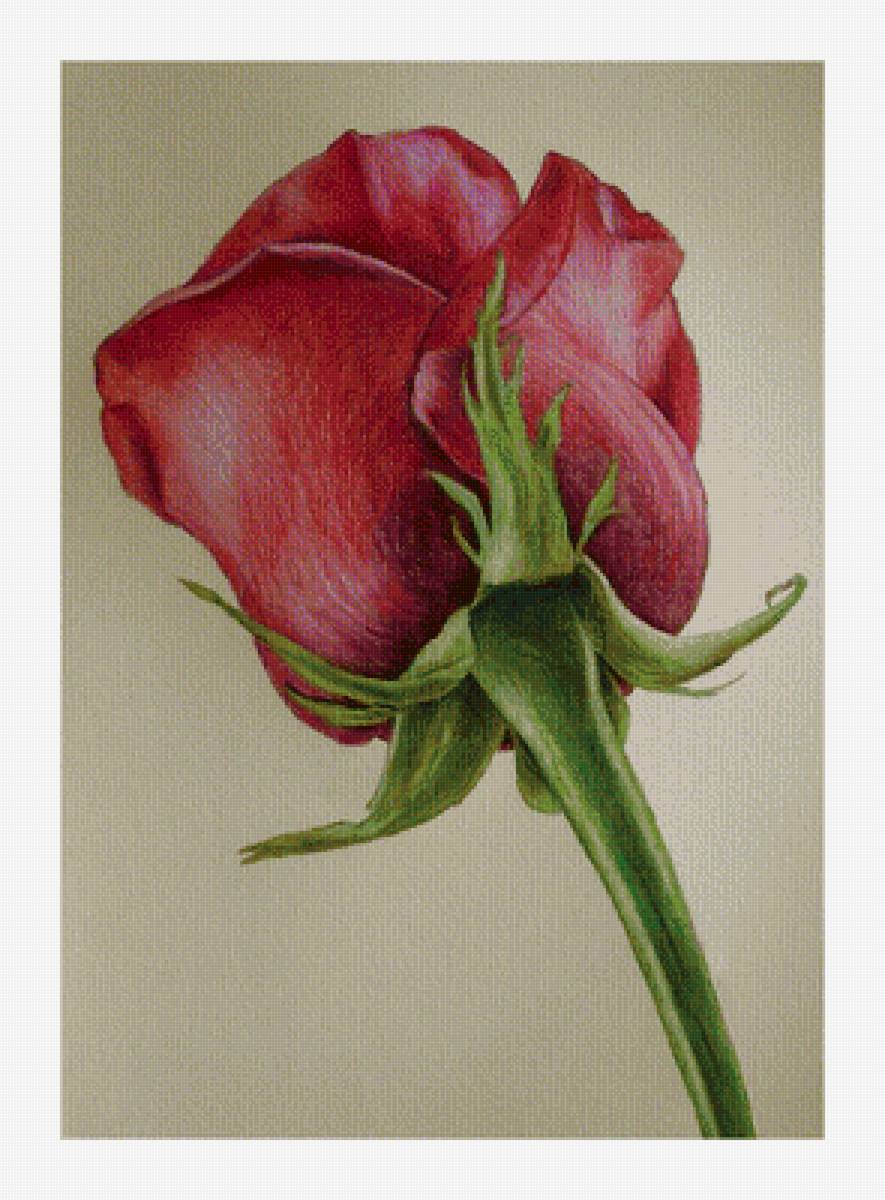 Серия "Розы". Бутон - розы, флора, цветы - предпросмотр