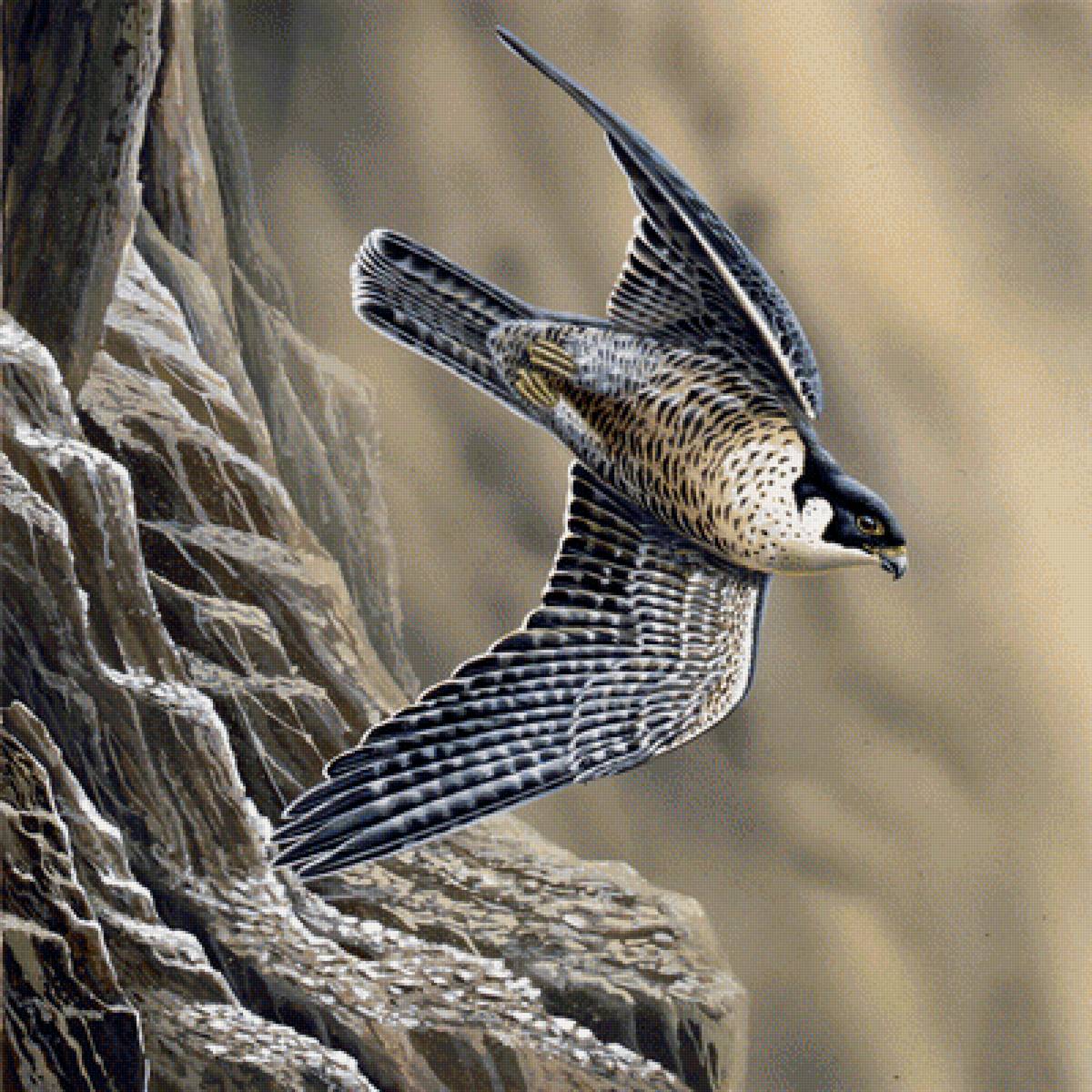 Полет - птицы - предпросмотр