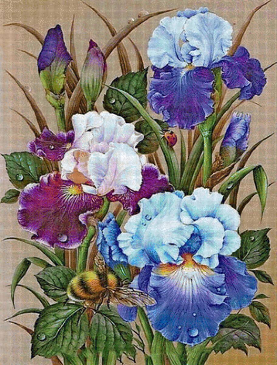 kosatce - предпросмотр