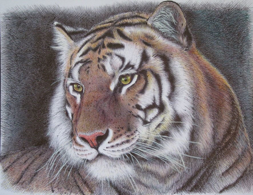 тигр - тигр - оригинал