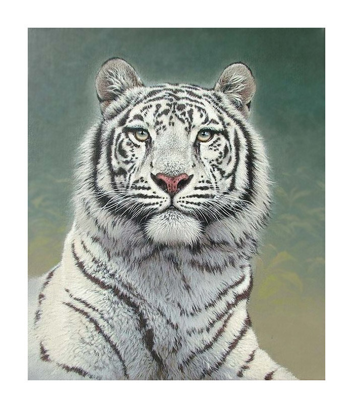 Серия "Хищники". Тигр - фауна, животные, тигр - оригинал