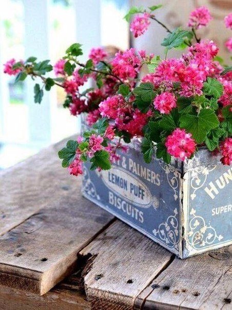 Цветы - нежность, розовый, цветы, красота - оригинал