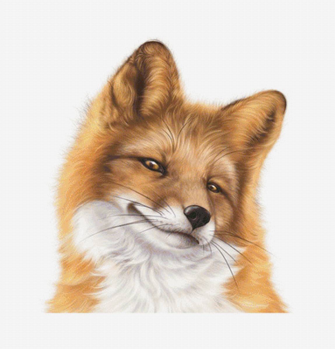 Серия "Лисы" - лиса, хищники, животные - предпросмотр