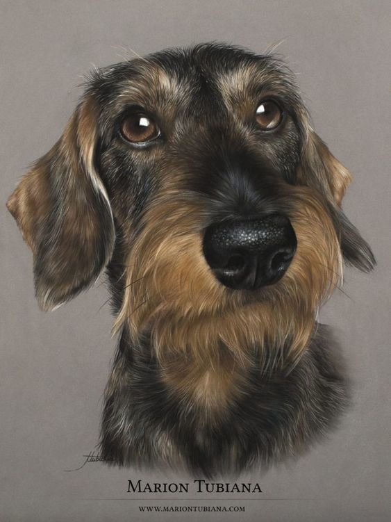 Мир животных - рисунок, пес, фэнтези, портрет, арт, собака - оригинал