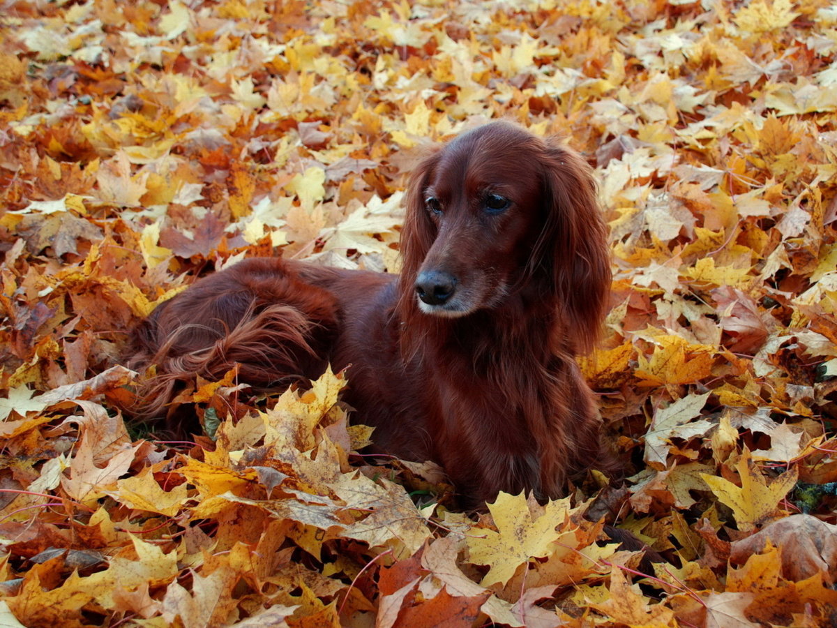 Рикки - оригинал