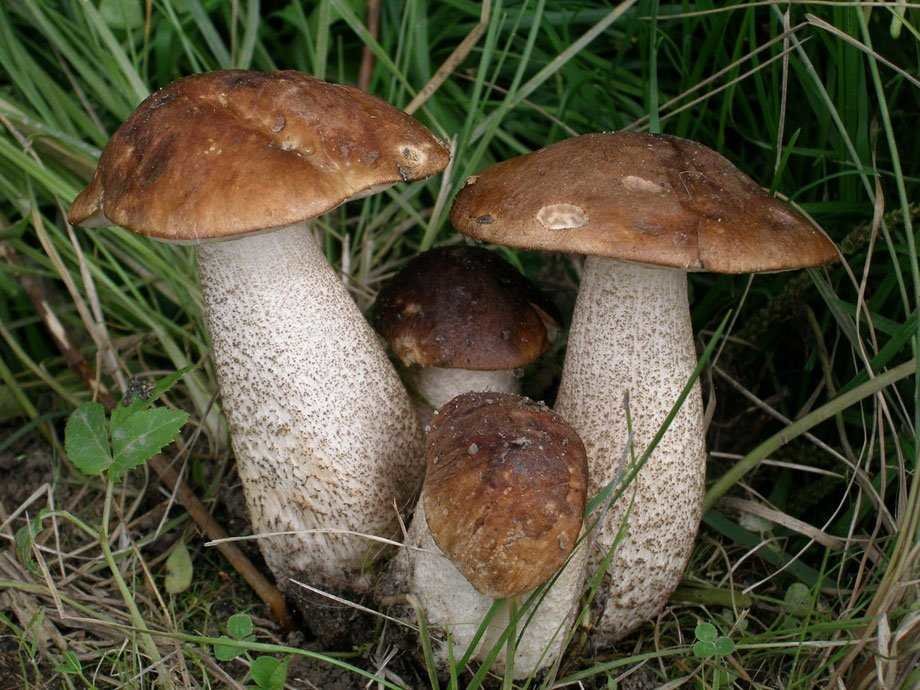 грибы - оригинал