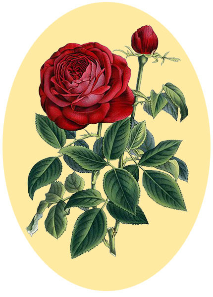 Серия "Розы". - цветы, розы, флора - оригинал