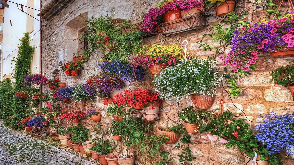 Цветущий дом - цветы, лето, дом, стена, улица, город - оригинал