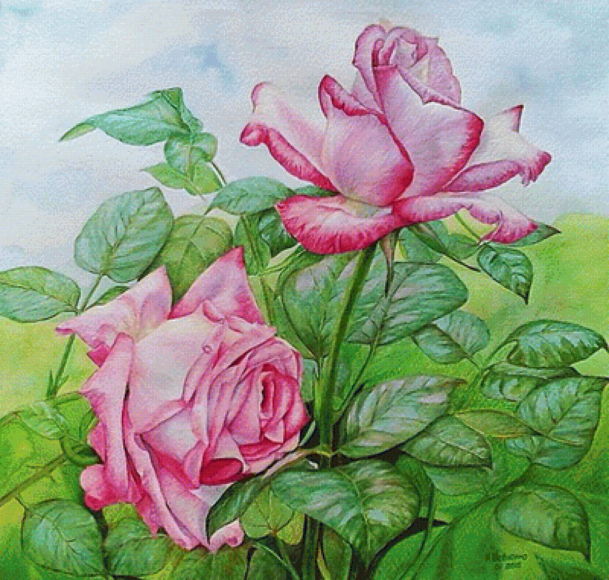 Розы. - розы. - предпросмотр