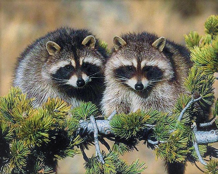 еноты - енот, парочка - оригинал