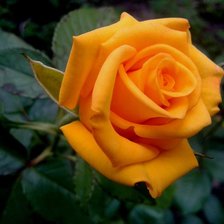 Схема вышивки «Роза»