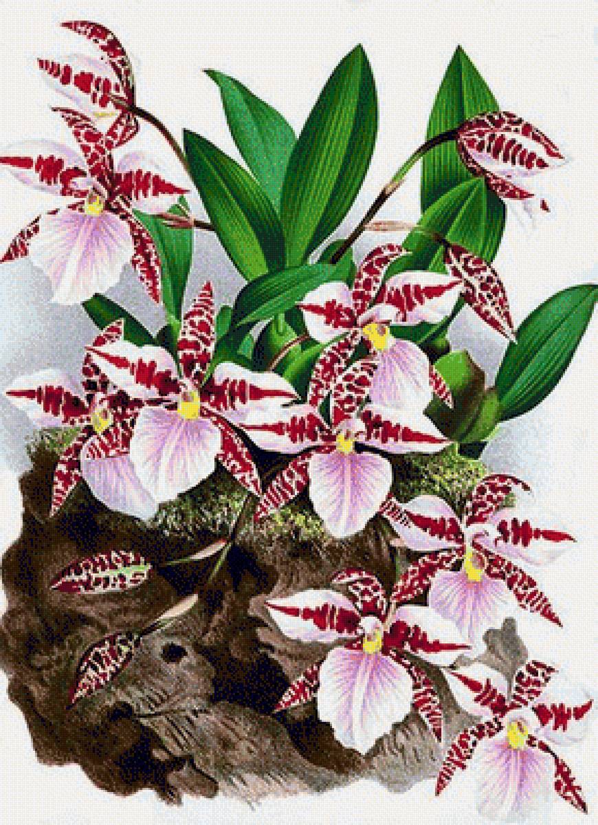 orchidea - предпросмотр