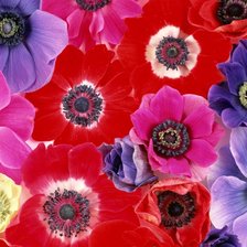 Схема вышивки «цветы красы»