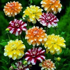 Схема вышивки «TODORI»